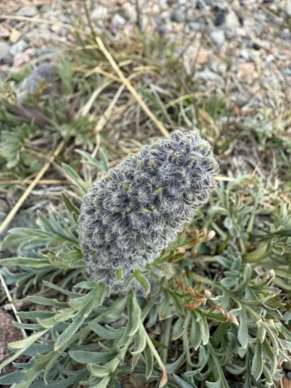 Silky phacelia