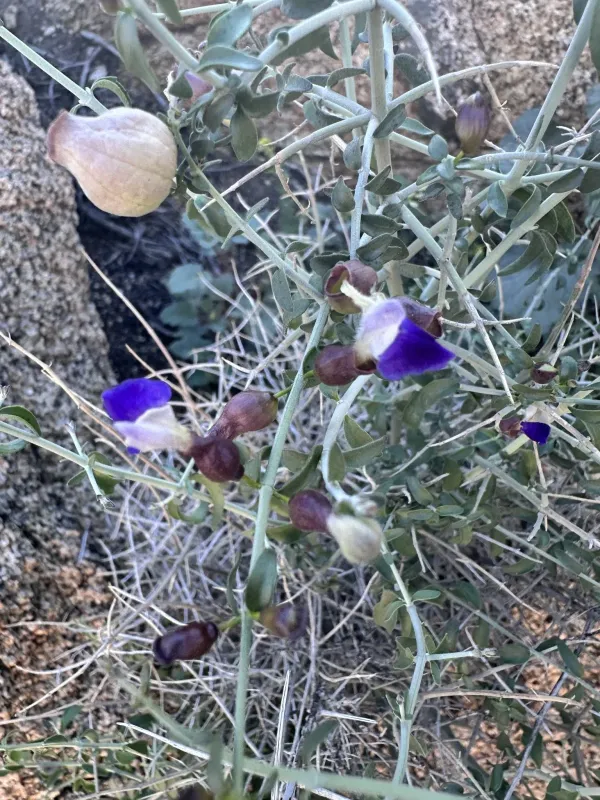 Scutellaria mexicana