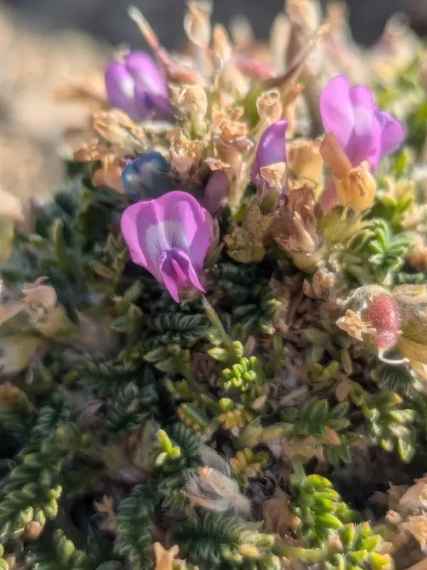 Oxytropis foucaudii