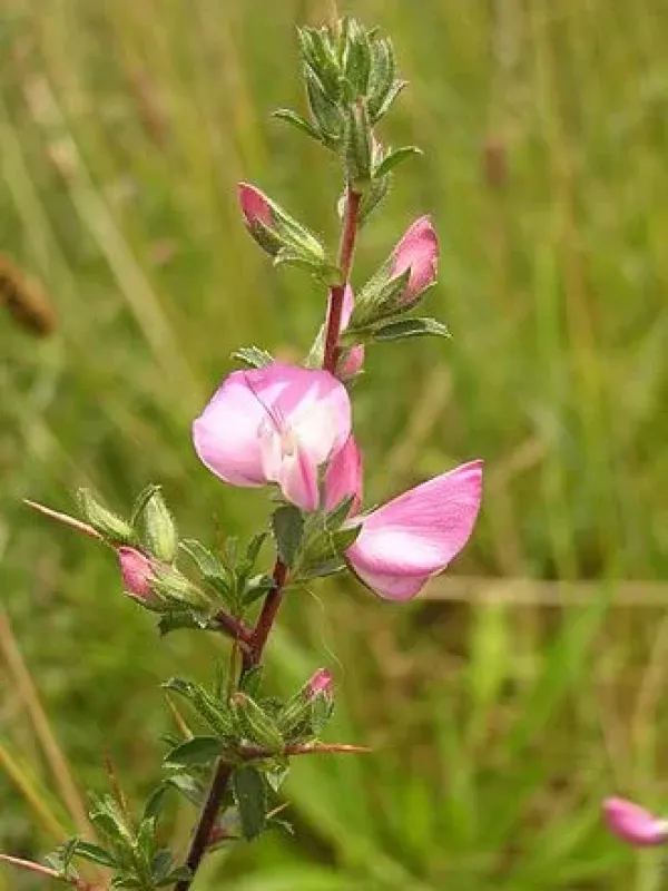Ononis verae