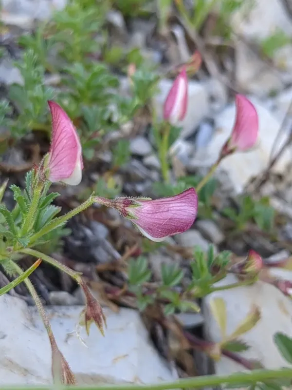 Crested restharrow