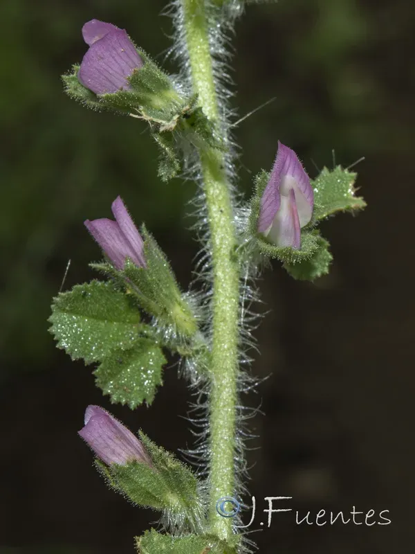 Spiny restharrow