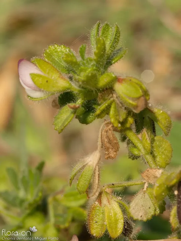 Toothed Restharrow
