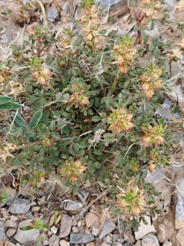 Dwarf restharrow