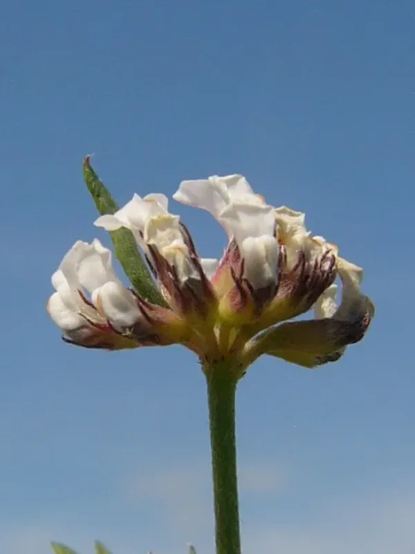 Dorycnium gracile