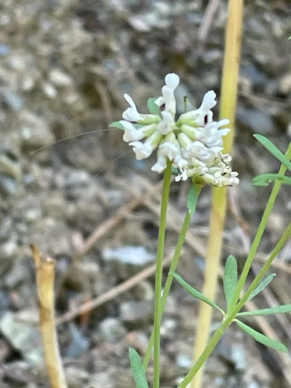 German Dorycnium