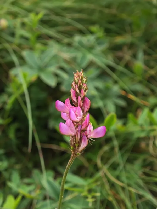 Mountain sainfoin