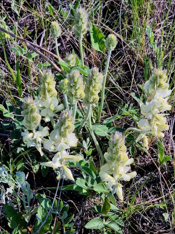 Hedysarum grandiflorum