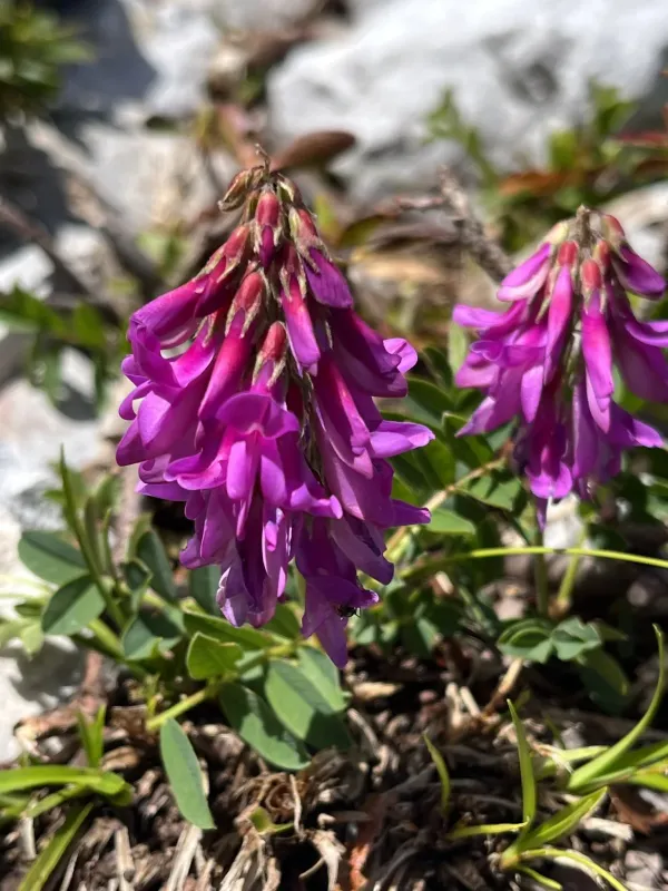 Hedysarum hedysaroides