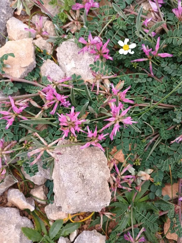 Hedysarum glomeratum