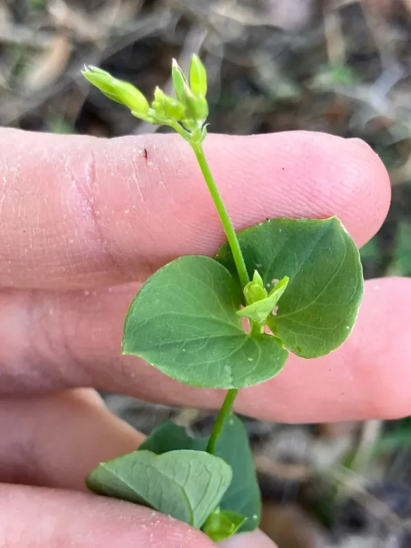 Drymaria cordata