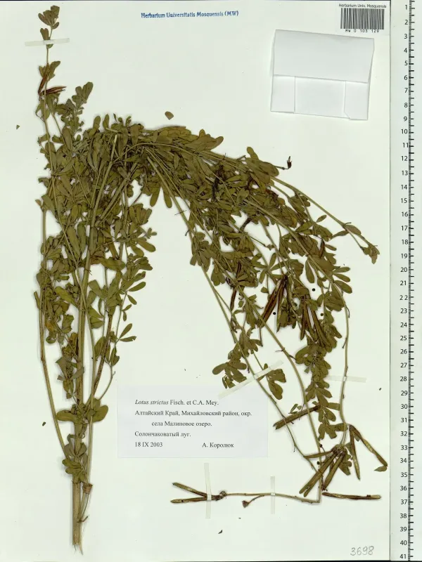 Dorycnium strictum