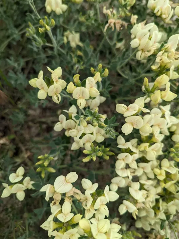 Aegean trefoil