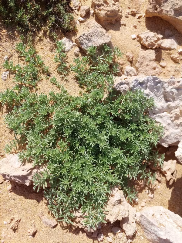 Lowe's trefoil