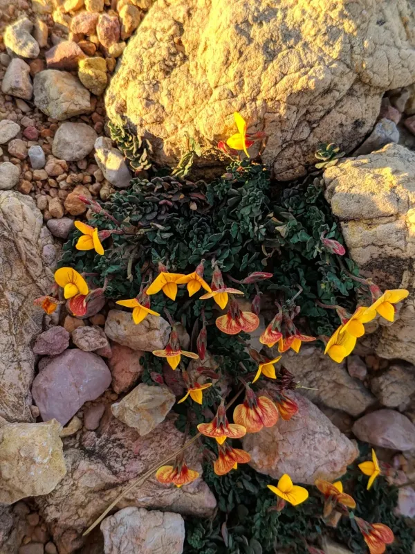 Lotus tetraphyllus