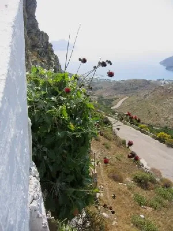 Aegean kidney vetch