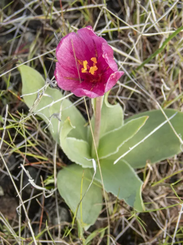Adobe Lily