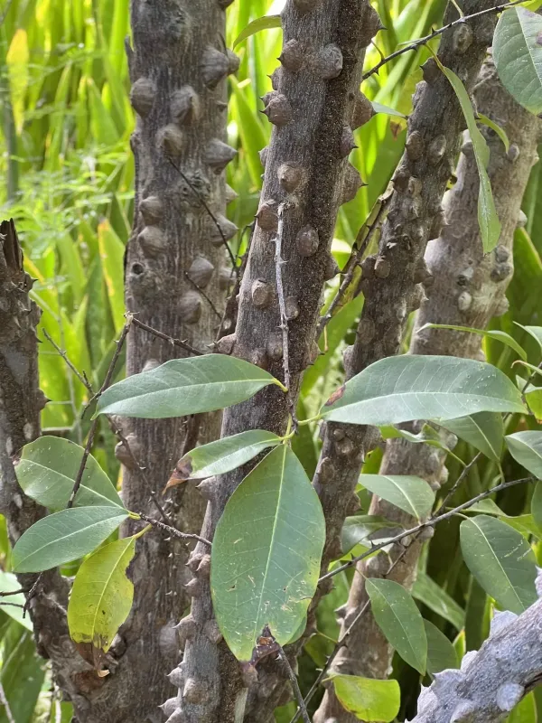 Zanthoxylum monophyllum