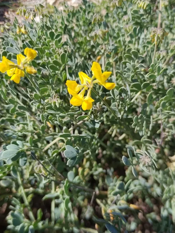 Coronilla minima