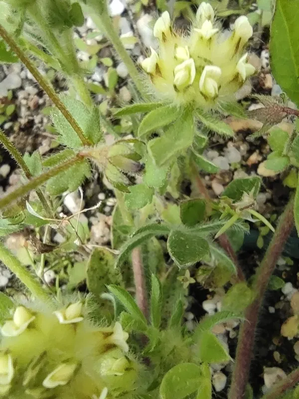 Hymenocarpos cornicina