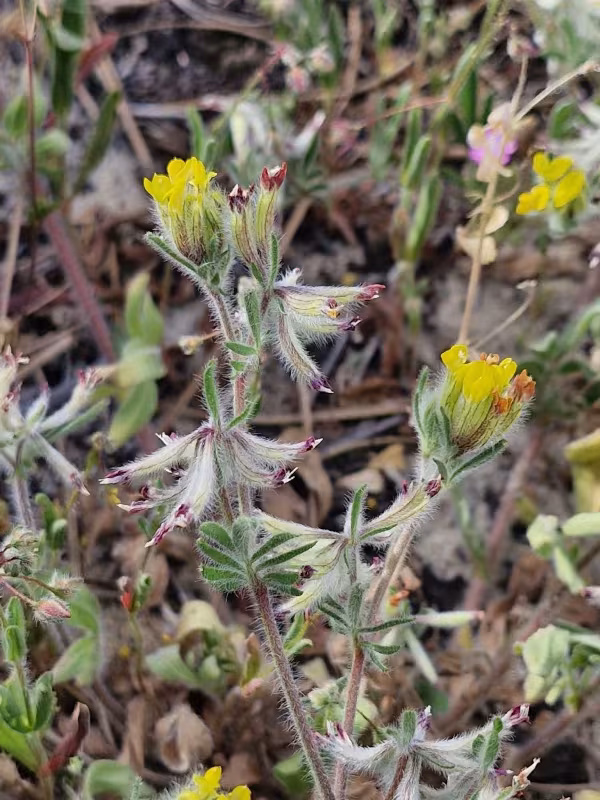 Hymenocarpos hamosus