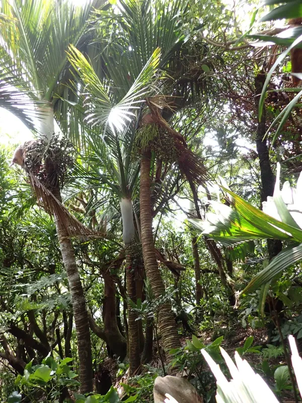 Big Mountain Palm