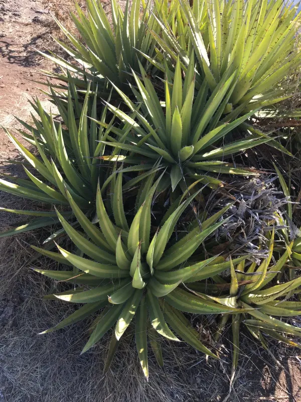 Agave ghiesbreghtii