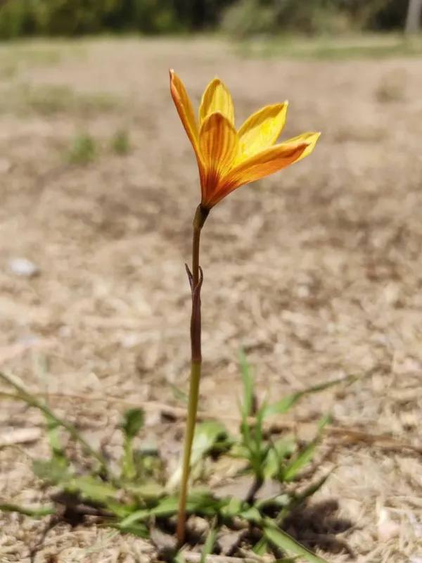 Habranthus tubispathus