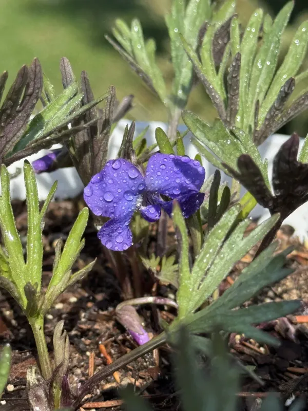 Prairie violet