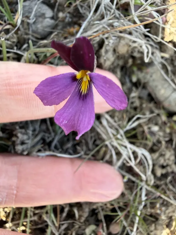 Three-veined violet