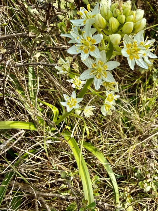 Toxicoscordion fremontii