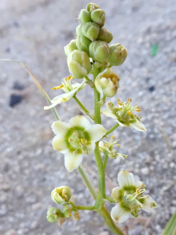 Toxicoscordion brevibracteatus