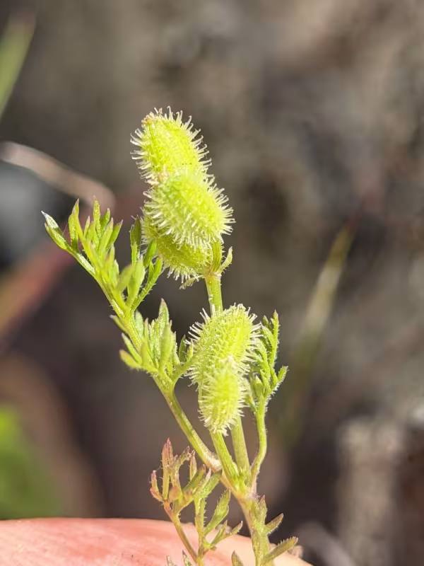 Yabea microcarpa