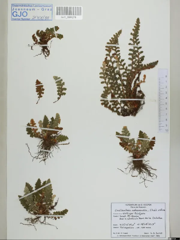 Cheilanthes catanensis