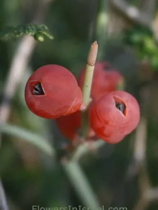 Ephedra aphylla