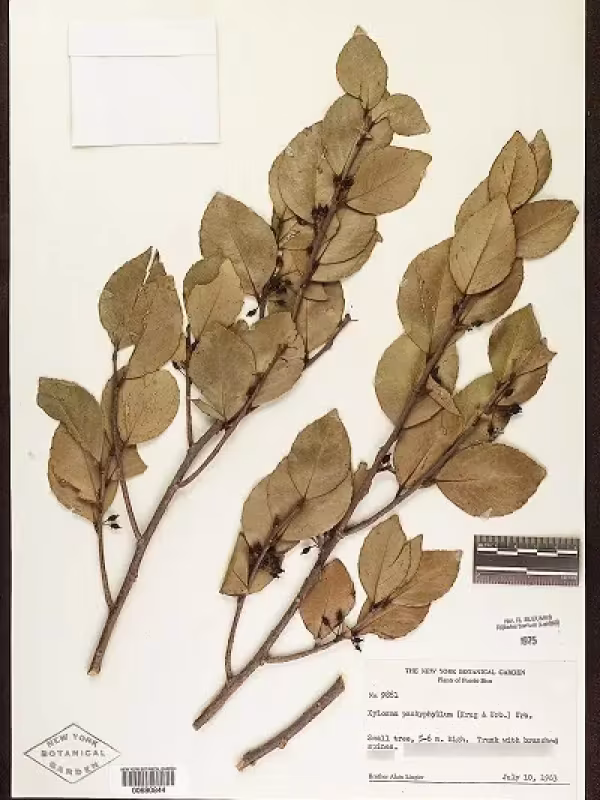 Xylosma pachyphylla
