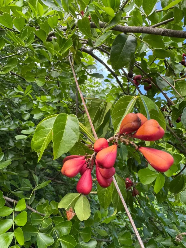 Paullinia cururu