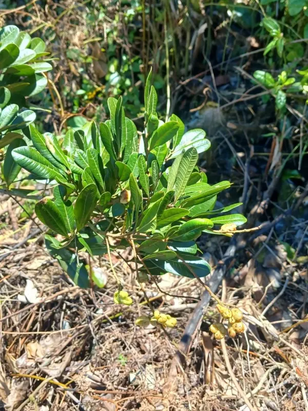 Matayba domingensis