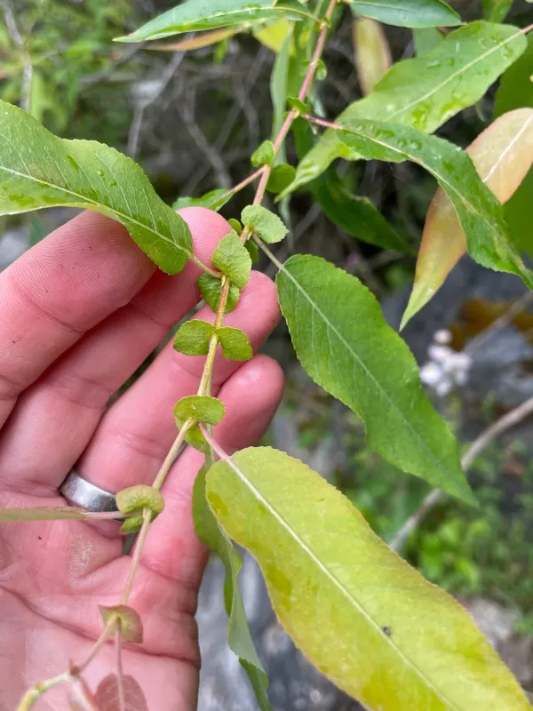 Salix prolixa