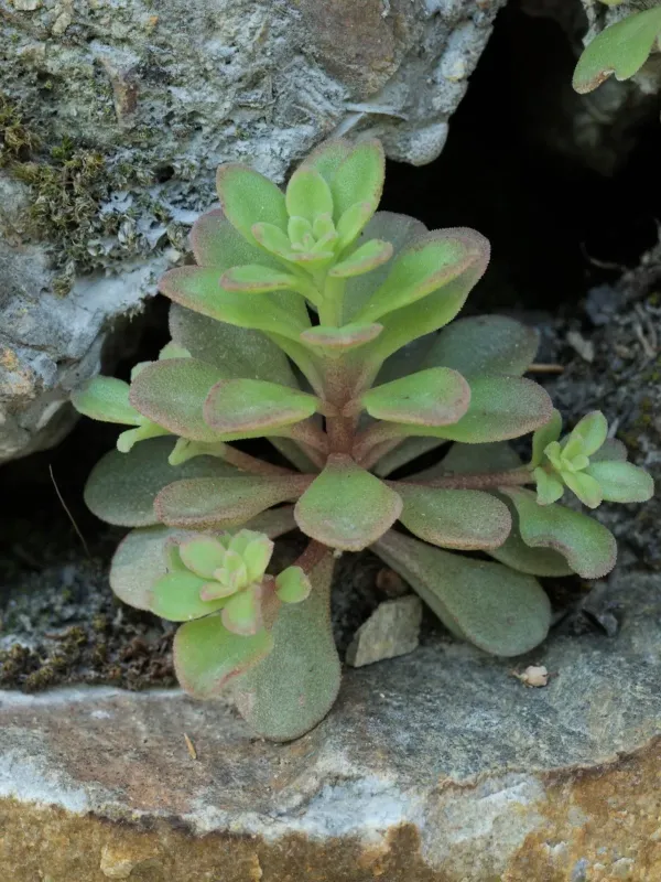 Sedum cepaea
