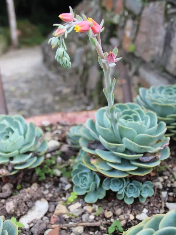 Echeveria elegans hybrid