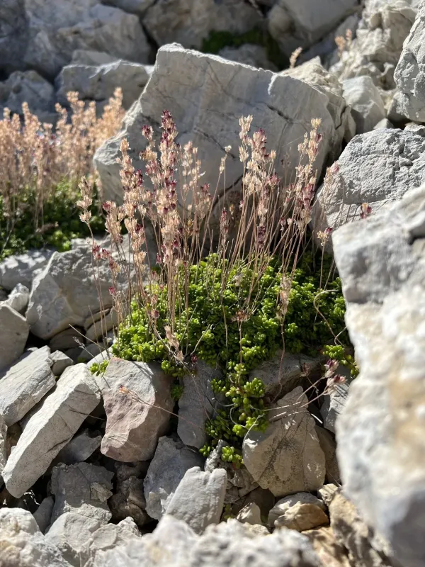 Sedum magellense