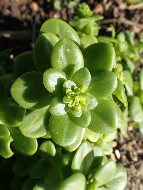 Sedum confusum