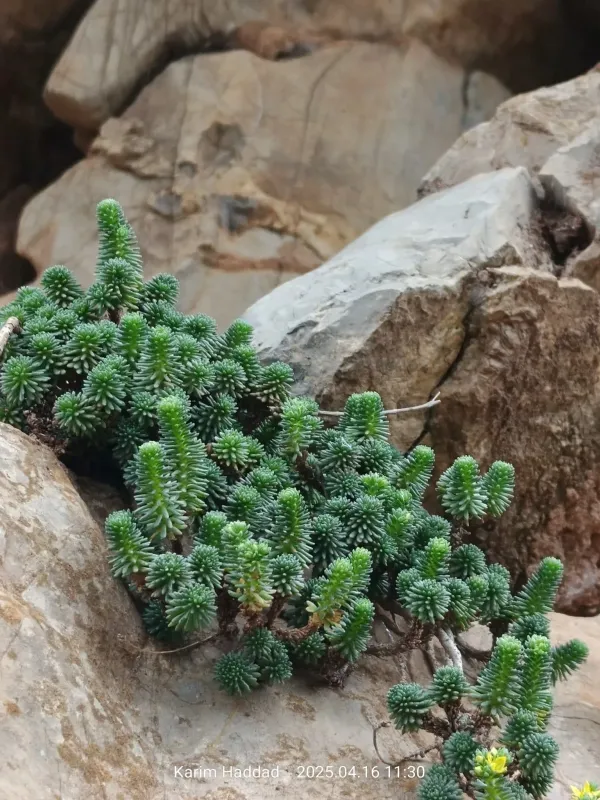 Sedum multiceps