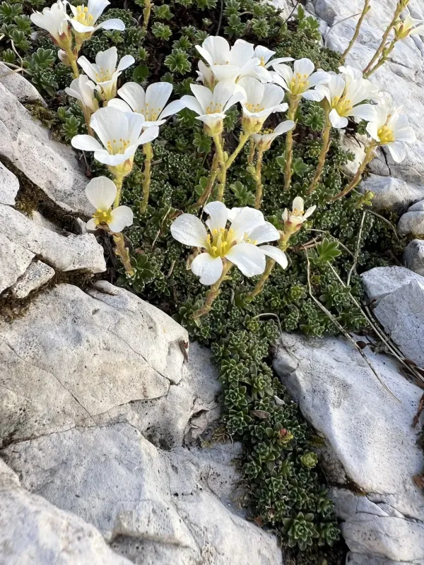 Saxifraga marginata