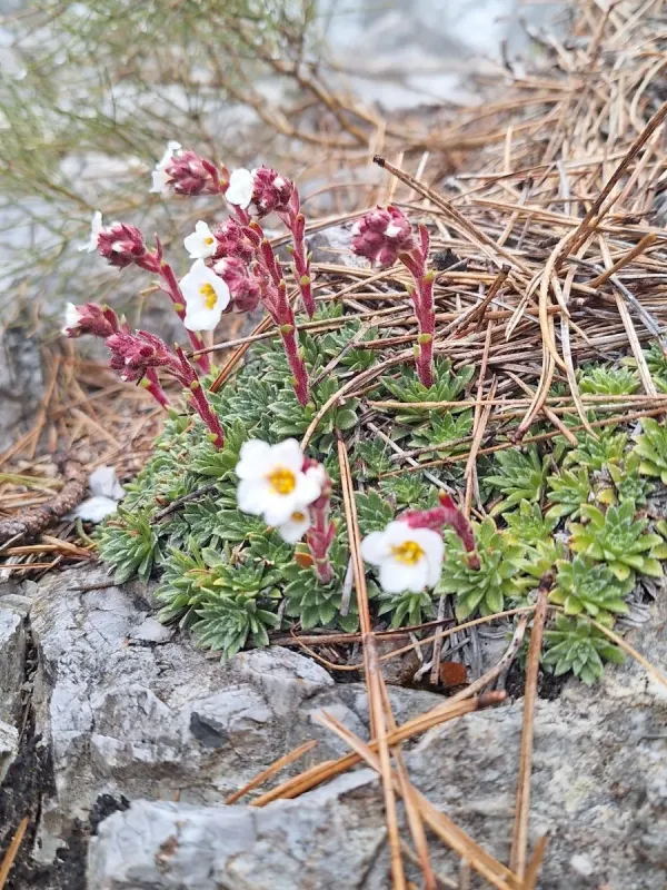 Saxifraga scardica