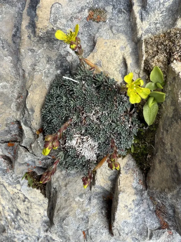 Saxifraga vandellii