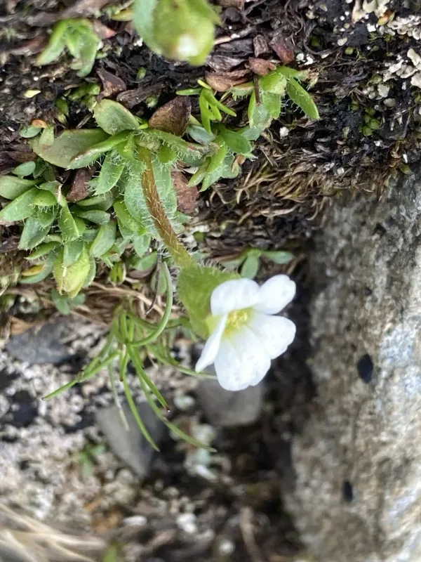 Androsace-leaved saxifrage