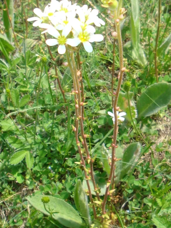 Adscending saxifrage