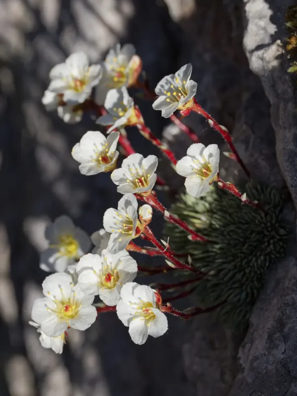 Saxifraga burseriana